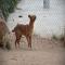 GPAR :: Grupo de Protección Animal de Rute
