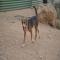 GPAR :: Grupo de Protección Animal de Rute
