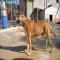 GPAR :: Grupo de Protección Animal de Rute