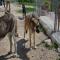 GPAR :: Grupo de Protección Animal de Rute