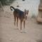 GPAR :: Grupo de Protección Animal de Rute