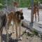 GPAR :: Grupo de Protección Animal de Rute