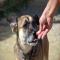 GPAR :: Grupo de Protección Animal de Rute