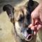 GPAR :: Grupo de Protección Animal de Rute