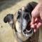 GPAR :: Grupo de Protección Animal de Rute