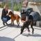 GPAR :: Grupo de Protección Animal de Rute