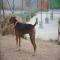 GPAR :: Grupo de Protección Animal de Rute