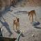 GPAR :: Grupo de Protección Animal de Rute