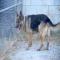 GPAR :: Grupo de Protección Animal de Rute