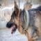 GPAR :: Grupo de Protección Animal de Rute