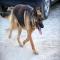 GPAR :: Grupo de Protección Animal de Rute