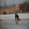 GPAR :: Grupo de Protección Animal de Rute