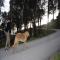 GPAR :: Grupo de Protección Animal de Rute