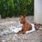 GPAR :: Grupo de Protección Animal de Rute