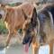 GPAR :: Grupo de Protección Animal de Rute