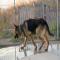 GPAR :: Grupo de Protección Animal de Rute