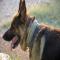 GPAR :: Grupo de Protección Animal de Rute