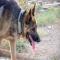 GPAR :: Grupo de Protección Animal de Rute