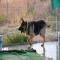 GPAR :: Grupo de Protección Animal de Rute