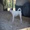 GPAR :: Grupo de Protección Animal de Rute