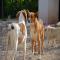 GPAR :: Grupo de Protección Animal de Rute