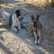 GPAR :: Grupo de Protección Animal de Rute
