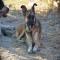 GPAR :: Grupo de Protección Animal de Rute