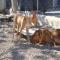GPAR :: Grupo de Protección Animal de Rute