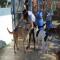 GPAR :: Grupo de Protección Animal de Rute