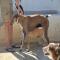 GPAR :: Grupo de Protección Animal de Rute