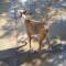 GPAR :: Grupo de Protección Animal de Rute