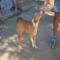 GPAR :: Grupo de Protección Animal de Rute