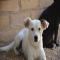GPAR :: Grupo de Protección Animal de Rute
