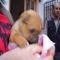 GPAR :: Grupo de Protección Animal de Rute