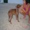 GPAR :: Grupo de Protección Animal de Rute