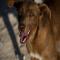 GPAR :: Grupo de Protección Animal de Rute