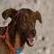 GPAR :: Grupo de Protección Animal de Rute