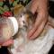 GPAR :: Grupo de Protección Animal de Rute