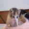 GPAR :: Grupo de Protección Animal de Rute