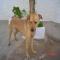 GPAR :: Grupo de Protección Animal de Rute