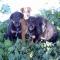 GPAR :: Grupo de Protección Animal de Rute