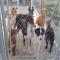 GPAR :: Grupo de Protección Animal de Rute