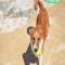GPAR :: Grupo de Protección Animal de Rute