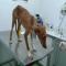 GPAR :: Grupo de Protección Animal de Rute
