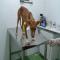 GPAR :: Grupo de Protección Animal de Rute
