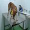 GPAR :: Grupo de Protección Animal de Rute