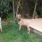 GPAR :: Grupo de Protección Animal de Rute