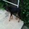 GPAR :: Grupo de Protección Animal de Rute