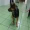GPAR :: Grupo de Protección Animal de Rute