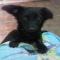 GPAR :: Grupo de Protección Animal de Rute
